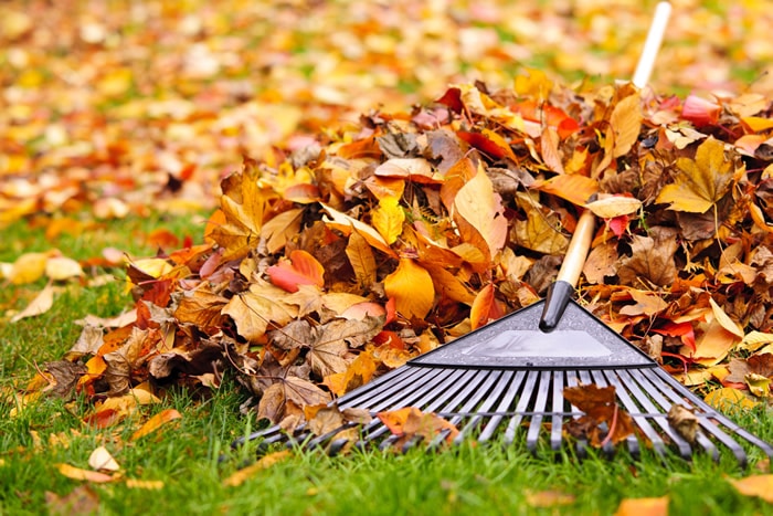 Landscaper working on raking up Fall and Spring Cleanup