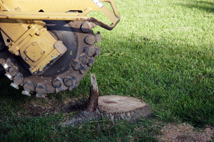 Tree stump removal services